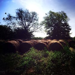 Trees on grassy field