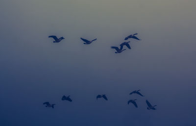 Low angle view of silhouette birds flying against blue sky
