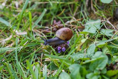 Close-up of snail on flower