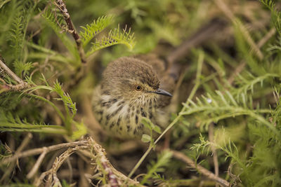 Close-up of bird perching on plant