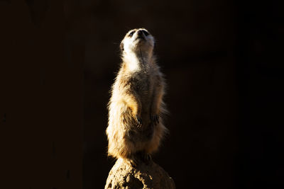 Meerkat on rock