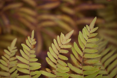 Close-up of fresh green plant