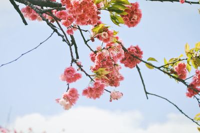 Low angle view of pink blossoms against sky