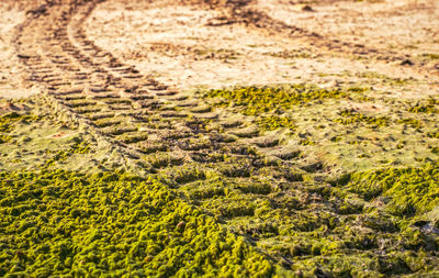 Off road car tyre track on sandy beach with algae