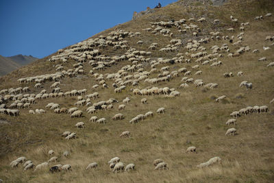 Flock of sheep in a field