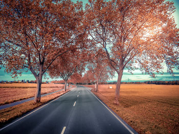 Empty road amidst trees during autumn