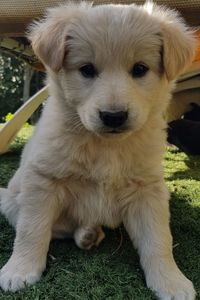 Portrait of puppy sitting on grass