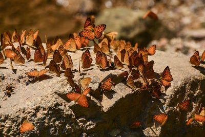 Close-up of dry autumn leaves on land