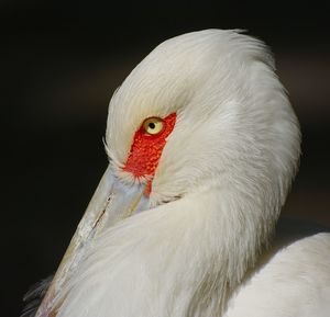 Close-up of bird against black background