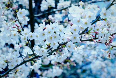 Close-up of white cherry blossoms in spring