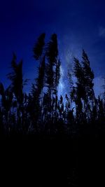 Silhouette trees against sky at night