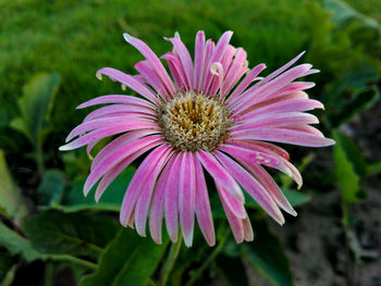 Close-up of pink flower blooming outdoors