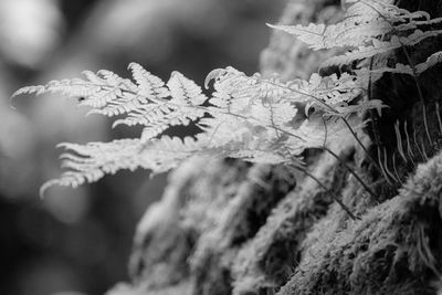Close-up of frozen plant during winter