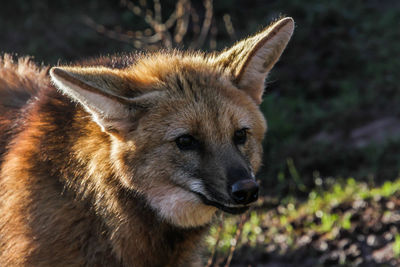 Close-up of lion