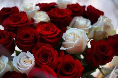 Close-up of red roses