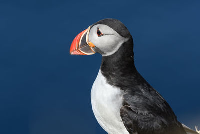 Close-up of bird against clear sky