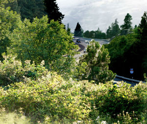 Trees in park