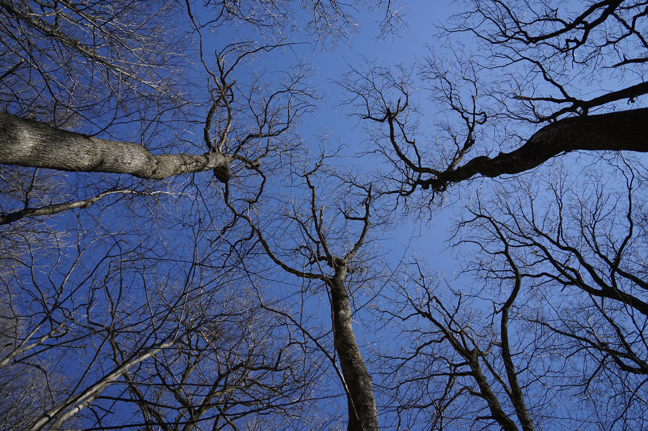 LOW ANGLE VIEW OF BARE TREE AGAINST SKY