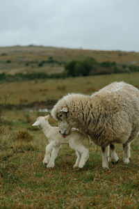 Side view of sheep on field