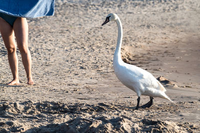 Low section of seagull on beach