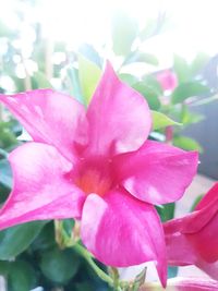 Close-up of pink flower blooming outdoors