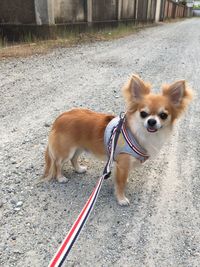 Portrait of dog on road