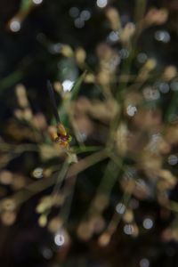 Close-up of insect on plant