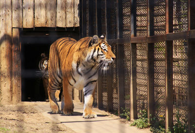 Horse walking in zoo