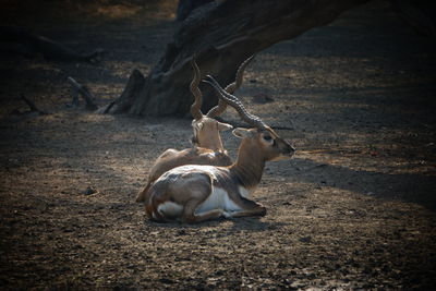 Deer in a field