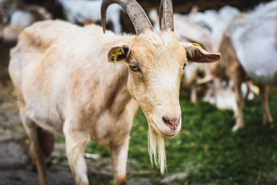 Portrait of cow standing outdoors