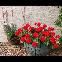 Close-up of red flowers blooming outdoors