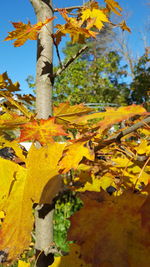 Close-up of yellow maple tree during autumn