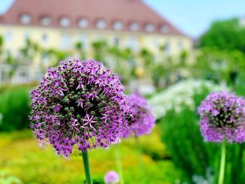 Close-up of purple flowering plant