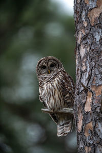 Portrait of owl perching on tree trunk