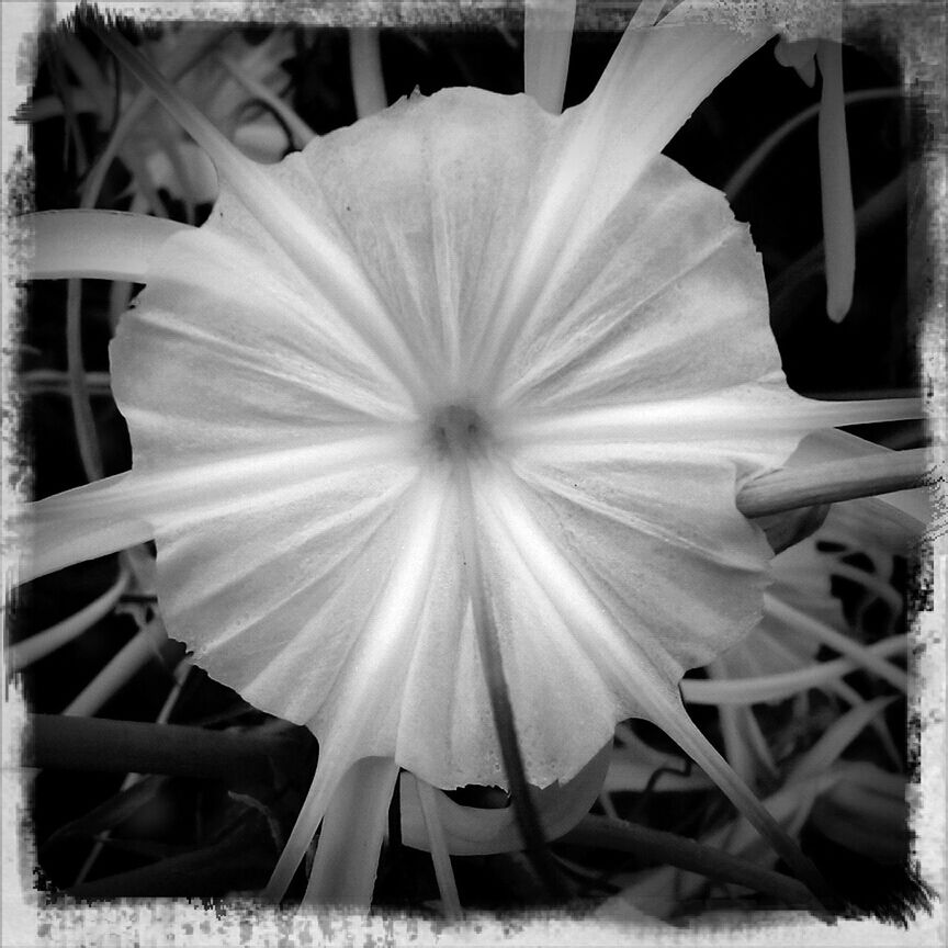 Flower   spiderlily.  black&white