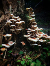 Close-up of mushrooms growing on field