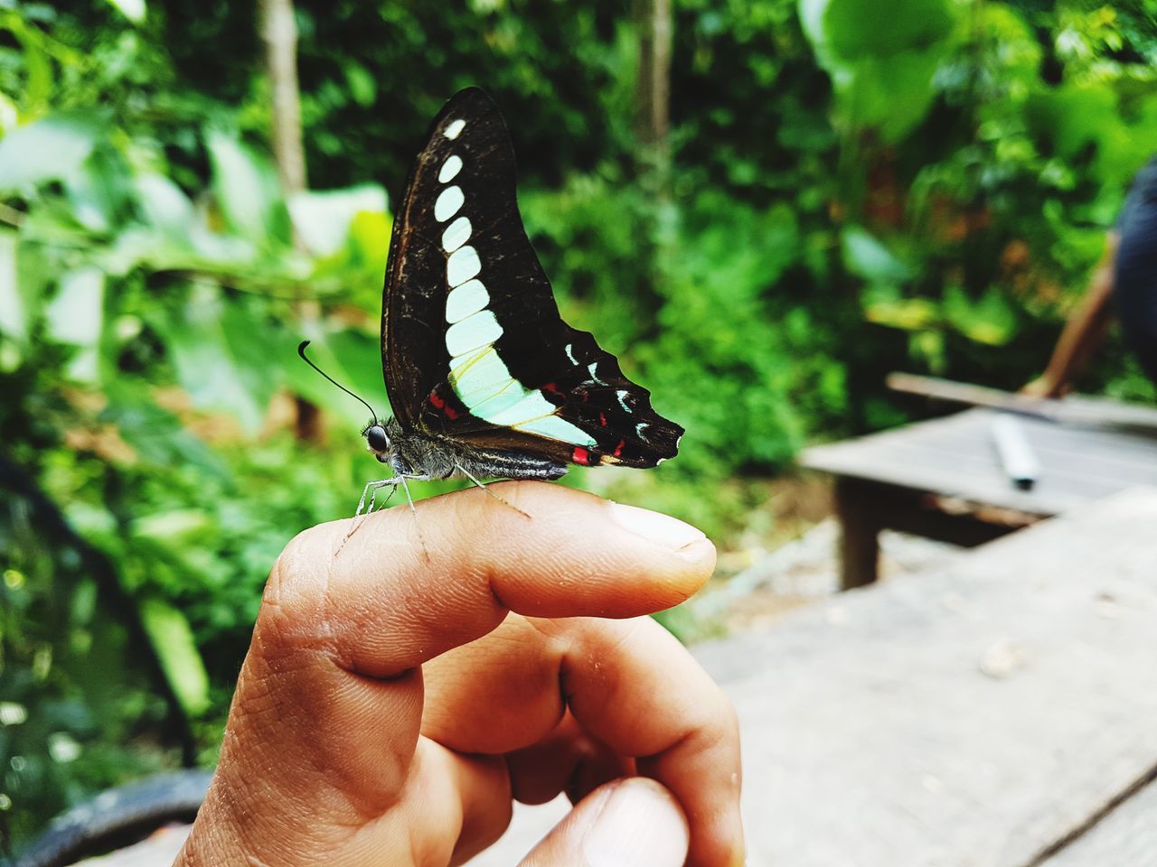 CLOSE-UP OF BUTTERFLY ON HAND HOLDING FINGER