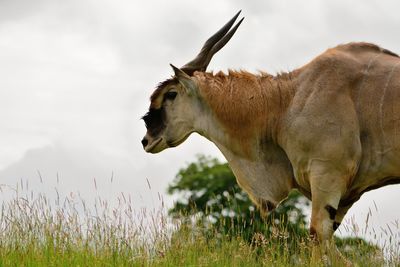 Side view of a horned animal against the sky