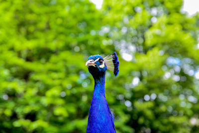 Close-up of peacock