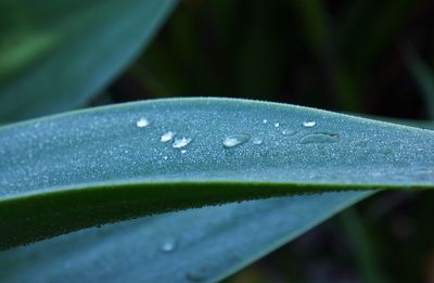 Close-up of water drops on leaf