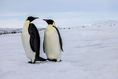 Couple of emperor penguins isolated in front of white with colony in background