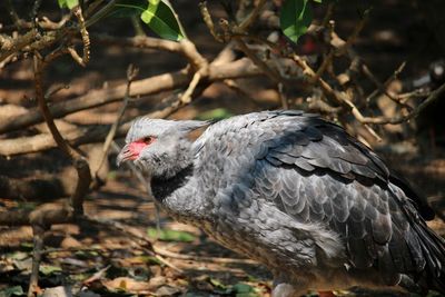 Close-up of bird perching outdoors