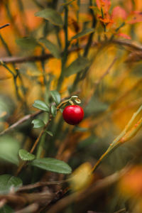 Close-up of red berries growing on tree