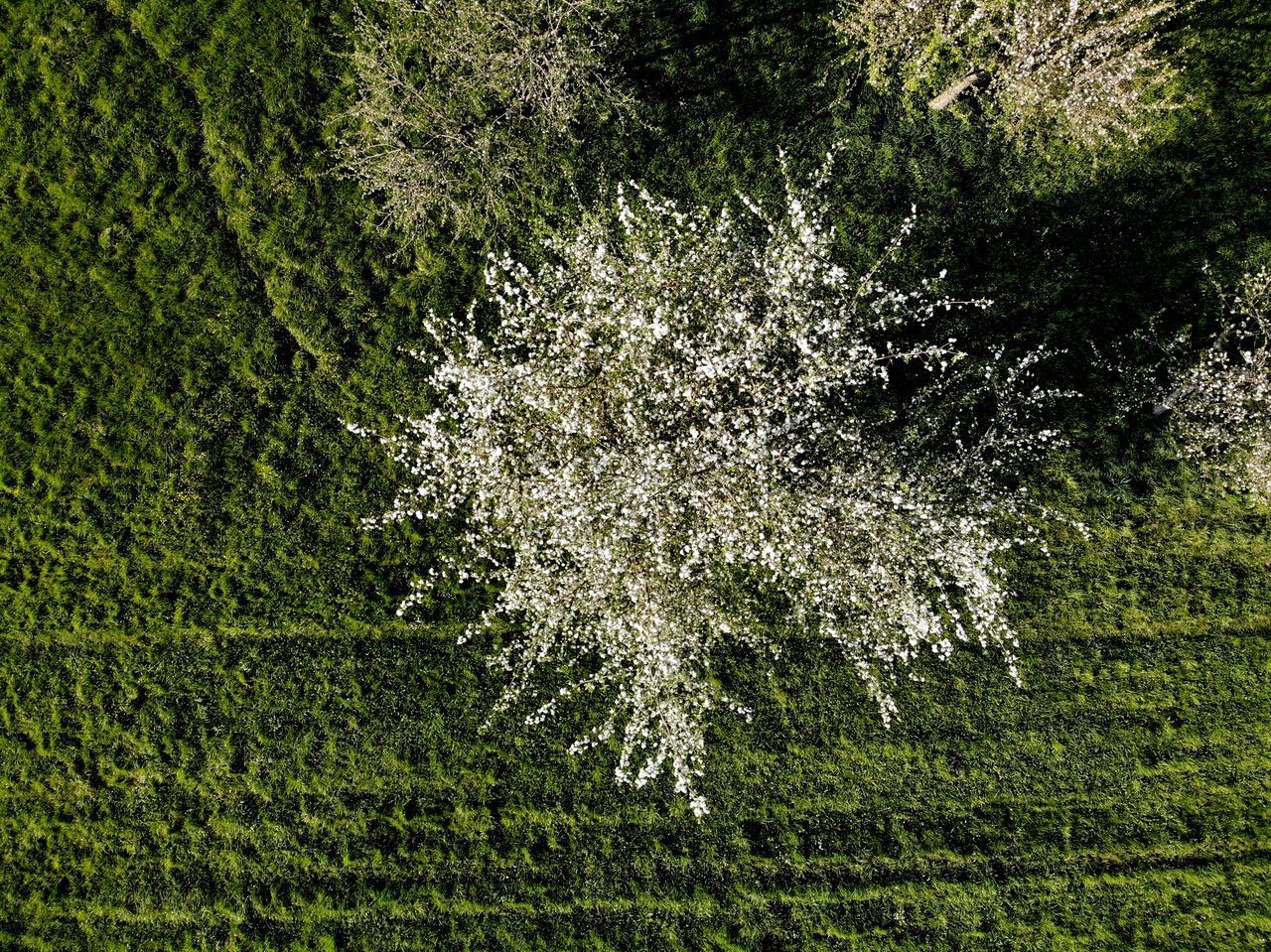 HIGH ANGLE VIEW OF TREES GROWING IN FOREST