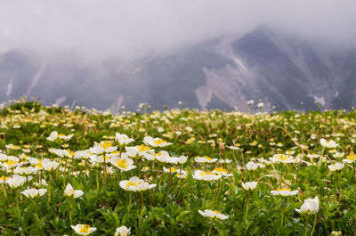 White flowering plants on field against mountains