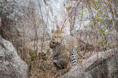 Leopard carrying cub in forest