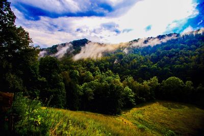 Trees on landscape against mountain range