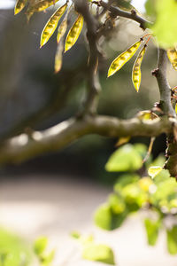 Close-up of fresh green leaves