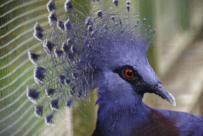 Close-up of a bird