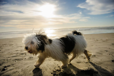 Close-up of dog against sky during sunset